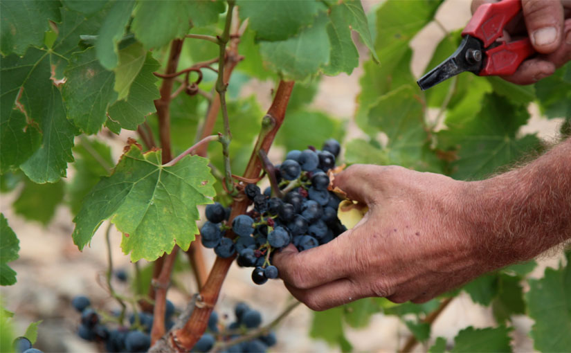 Clos Castell - Vendanges